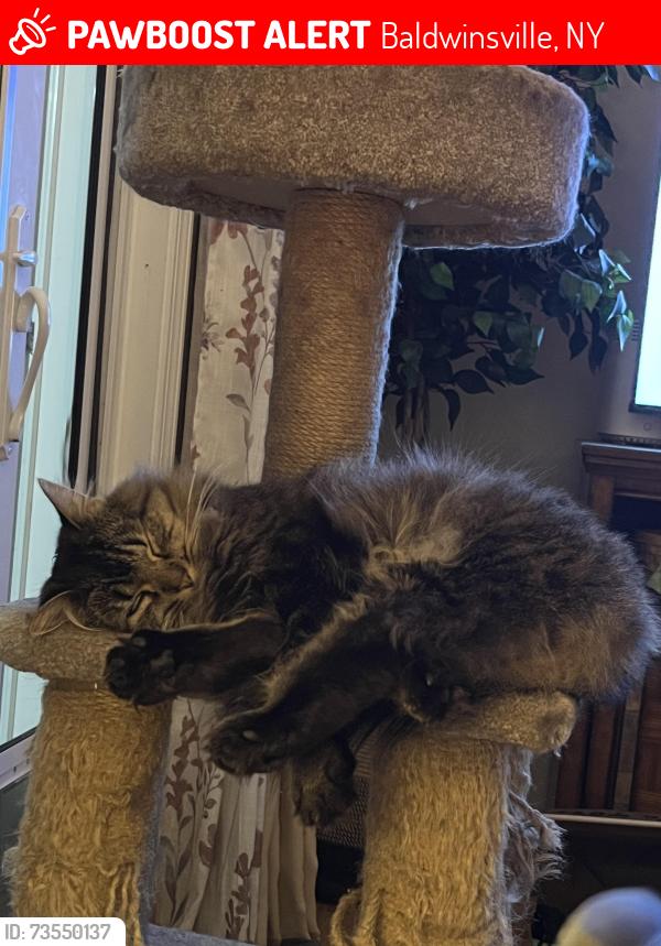 Lost Female Cat last seen Cedarwood Blvd, Baldwinsville, NY 13027