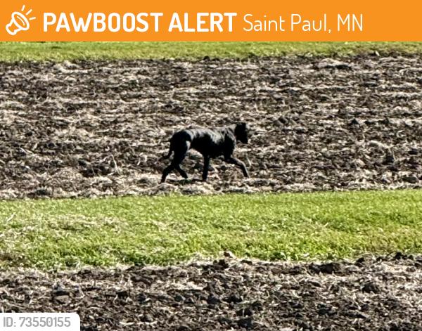 Found/Stray Female Dog last seen Cleveland & Larpenteur, across from Bell Museum at the U of M St. Paul Campus., Saint Paul, MN 55113