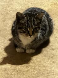Found/Stray Unknown Cat last seen Dearbought Subdivision, Frederick, MD, Frederick, MD 21701