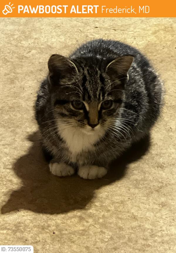 Found/Stray Unknown Cat last seen Dearbought Subdivision, Frederick, MD, Frederick, MD 21701