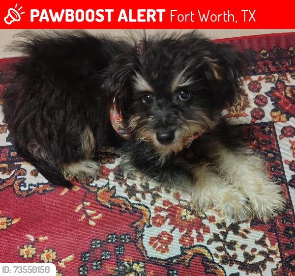 Lost Female Dog last seen E Loop 820 S, Fort Worth, TX 76119