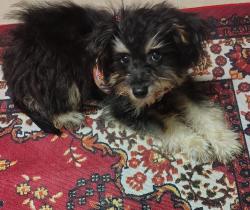 Lost Female Dog last seen E Loop 820 S, Fort Worth, TX 76119