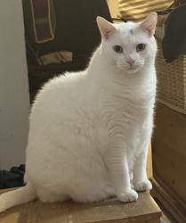 Lost Male Cat last seen In the Fernways, Toronto, ON 