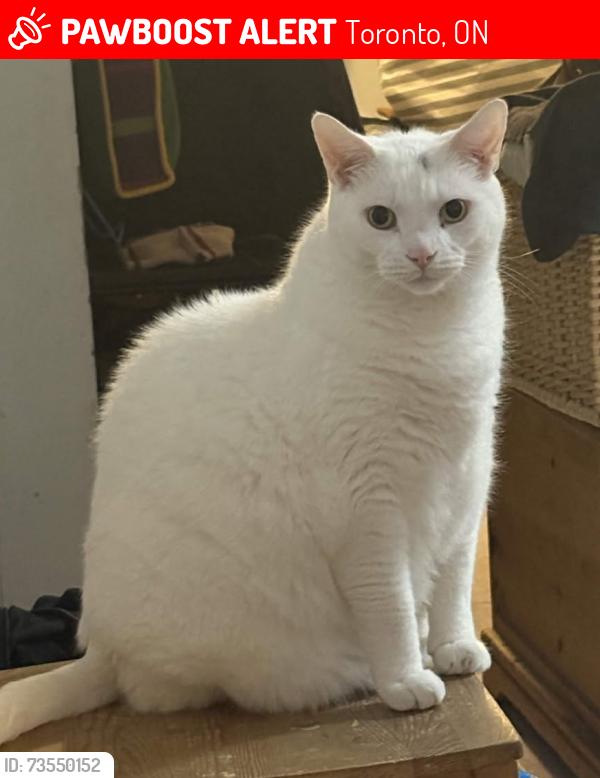 Lost Male Cat last seen In the Fernways, Toronto, ON 