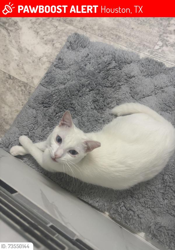 Lost Female Cat last seen Wann park drive, Houston, TX 77073