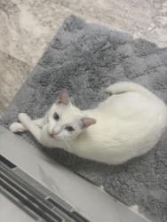 Lost Female Cat last seen Wann park drive, Houston, TX 77073