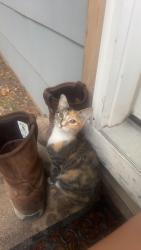 Lost Female Cat last seen Webb and Harry, Wichita, KS 67207