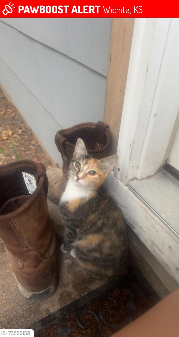 Lost Female Cat last seen Webb and Harry, Wichita, KS 67207