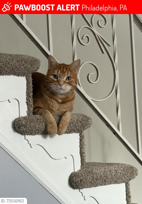 Lost Male Cat last seen Hill Road, Philadelphia, PA 19128