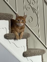 Lost Male Cat last seen Hill Road, Philadelphia, PA 19128