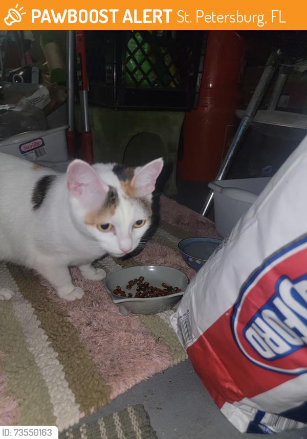 Found/Stray Female Cat last seen 41st street south and Fairfield, St. Petersburg, FL 33711