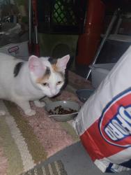 Found/Stray Female Cat last seen 41st street south and Fairfield, St. Petersburg, FL 33711