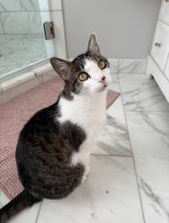 Lost Male Cat last seen Old Warson Rd & Warson Rd, Clayton Township, MO 63124