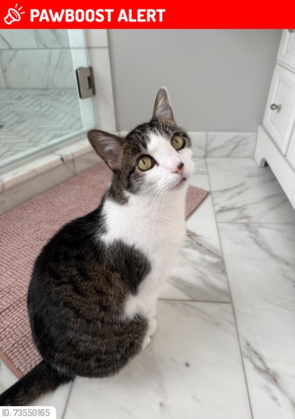 Lost Male Cat last seen Old Warson Rd & Warson Rd, Clayton Township, MO 63124