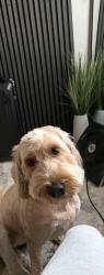 Lost Female Dog last seen Hemlock avenue, Fontana, CA 92335