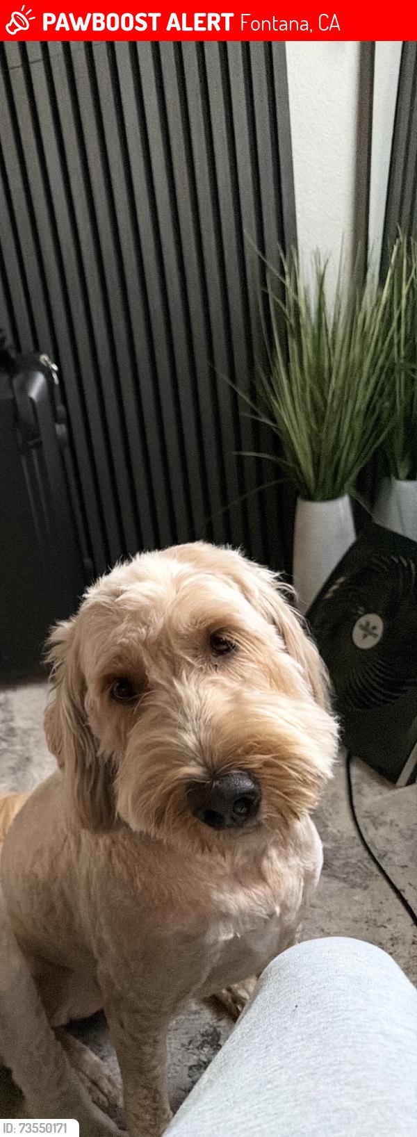 Lost Female Dog last seen Hemlock avenue, Fontana, CA 92335