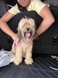 Reunited Female Dog last seen Ann and Camino al Norte, North Las Vegas, NV 89031
