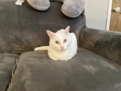 Lost Female Cat last seen Anita drive and whitaker ave, Philadelphia, PA 19111