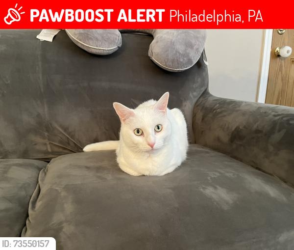 Lost Female Cat last seen Anita drive and whitaker ave, Philadelphia, PA 19111