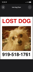 Lost Female Dog last seen Ravens Point Circle and Raven Ridge, Raleigh, NC 27614