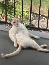 Lost Male Cat last seen 30th and Young’s or Cashion Pl, Oklahoma City, OK 73112