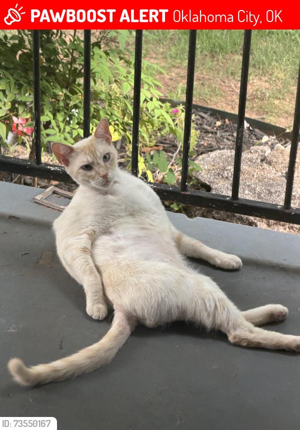 Lost Male Cat last seen 30th and Young’s or Cashion Pl, Oklahoma City, OK 73112