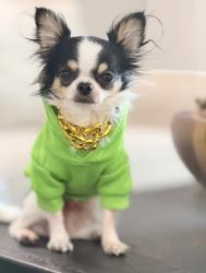 Reunited Male Dog last seen Settlers rd, Murfreesboro, TN 37129