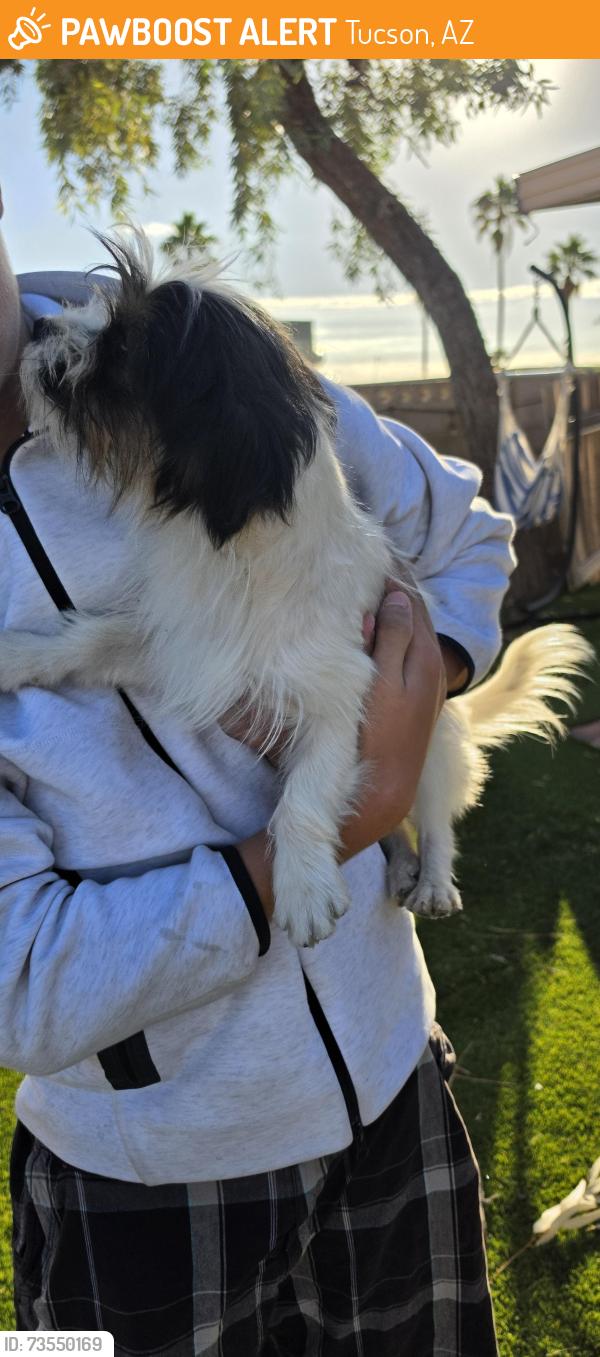 Found/Stray Male Dog last seen Utah st and camino de la tierra, Tucson, AZ 85746