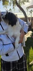 Found/Stray Male Dog last seen Utah st and camino de la tierra, Tucson, AZ 85746
