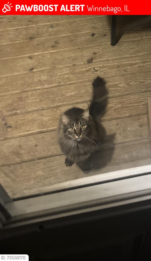 Lost Male Cat last seen Village of Winnebago, by Bluff/N Benton st, Winnebago, IL 61088