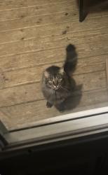 Lost Male Cat last seen Village of Winnebago, by Bluff/N Benton st, Winnebago, IL 61088