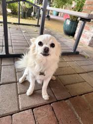 Lost Male Dog last seen Near Pala Ave Pacoima CA 91331, Los Angeles, CA 91331