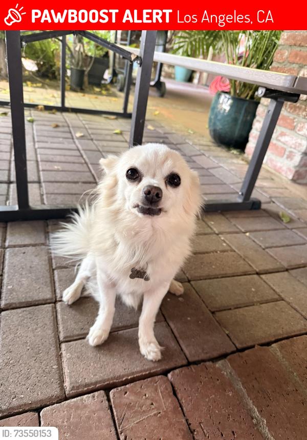 Lost Male Dog last seen Near Pala Ave Pacoima CA 91331, Los Angeles, CA 91331