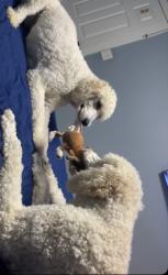 Lost Male Dog last seen Garland, Garland, TX 75040