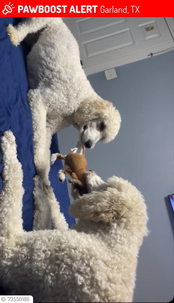 Lost Male Dog last seen Garland, Garland, TX 75040