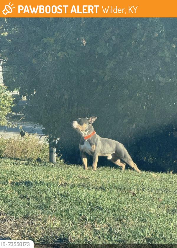 Found/Stray Male Dog last seen West John’s hill road, Wilder, KY 41076