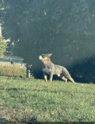 Found/Stray Male Dog last seen West John’s hill road, Wilder, KY 41076