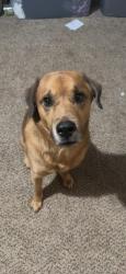 Lost Male Dog last seen Near Carriage Ln SW, Conyers, GA, Conyers, GA 30094