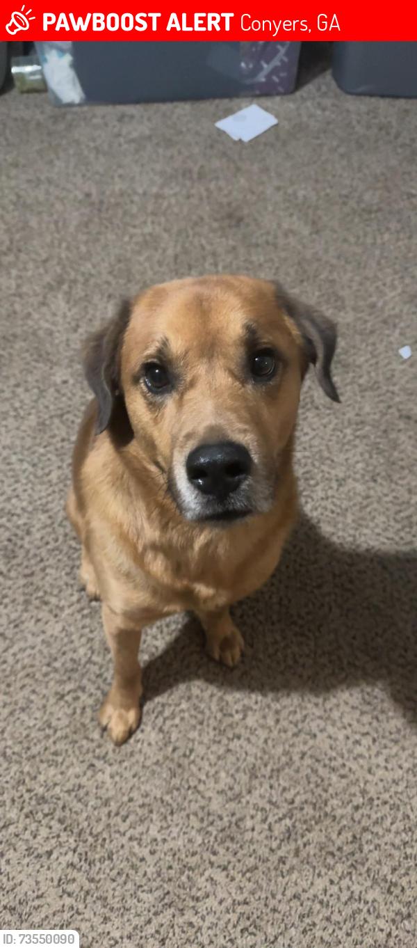 Lost Male Dog last seen Near Carriage Ln SW, Conyers, GA, Conyers, GA 30094