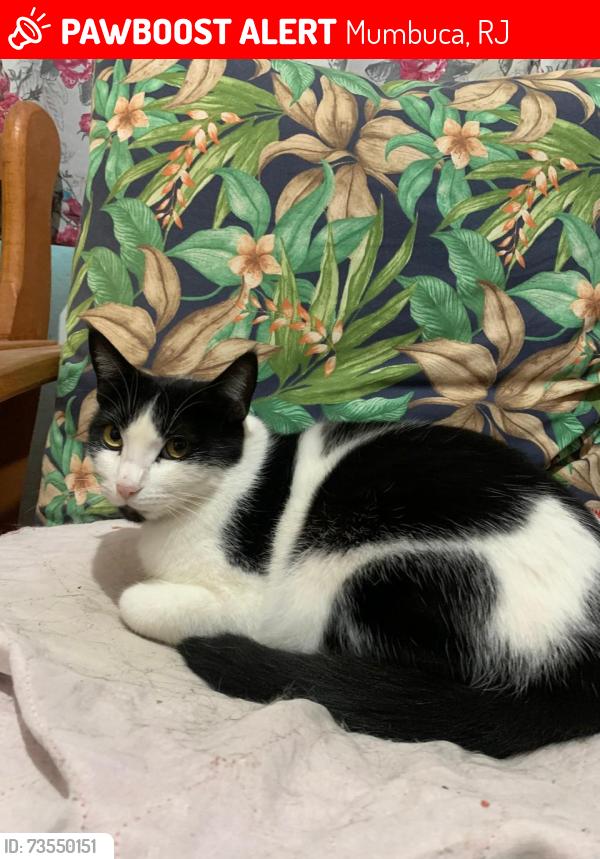 Lost Male Cat last seen Posto munbuca, Mumbuca, RJ 