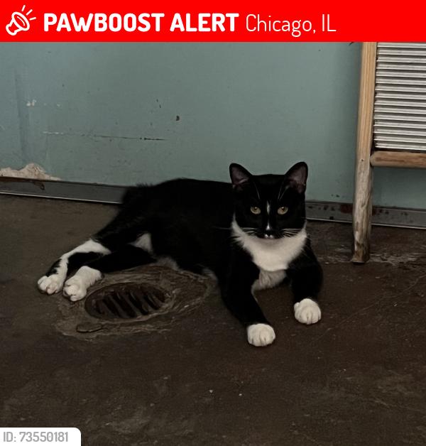 Lost Male Cat last seen mozart & 53rd, Chicago, IL 60632