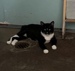 Lost Male Cat last seen mozart & 53rd, Chicago, IL 60632