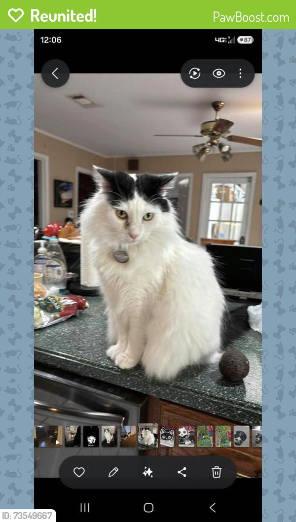 Reunited Male Cat last seen Perdido Bay Country Club, Pensacola, FL 32507