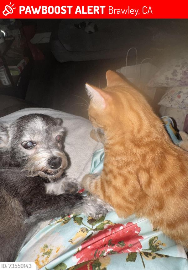 Lost Male Cat last seen /Bendel Ave. 93722, Brawley, CA 92227