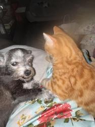 Lost Male Cat last seen /Bendel Ave. 93722, Brawley, CA 92227