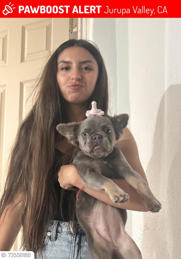 Lost Female Dog last seen Ridgeview ave, Jurupa Valley, CA 91752