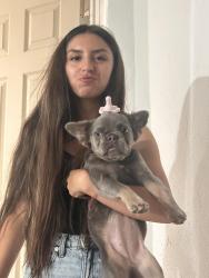 Lost Female Dog last seen Ridgeview ave, Jurupa Valley, CA 91752