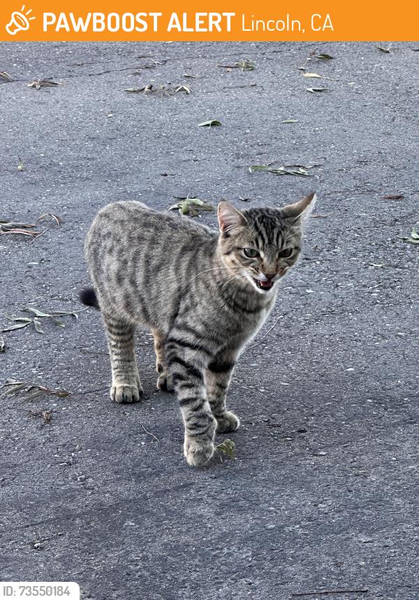 Found/Stray Unknown Cat last seen Sierra College / State Highway 193, Lincoln, CA 95648