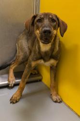 Shelter Stray Female Dog last seen Midwest City, 8485 E Reno Ave, Midwest City, OK 73110, USA