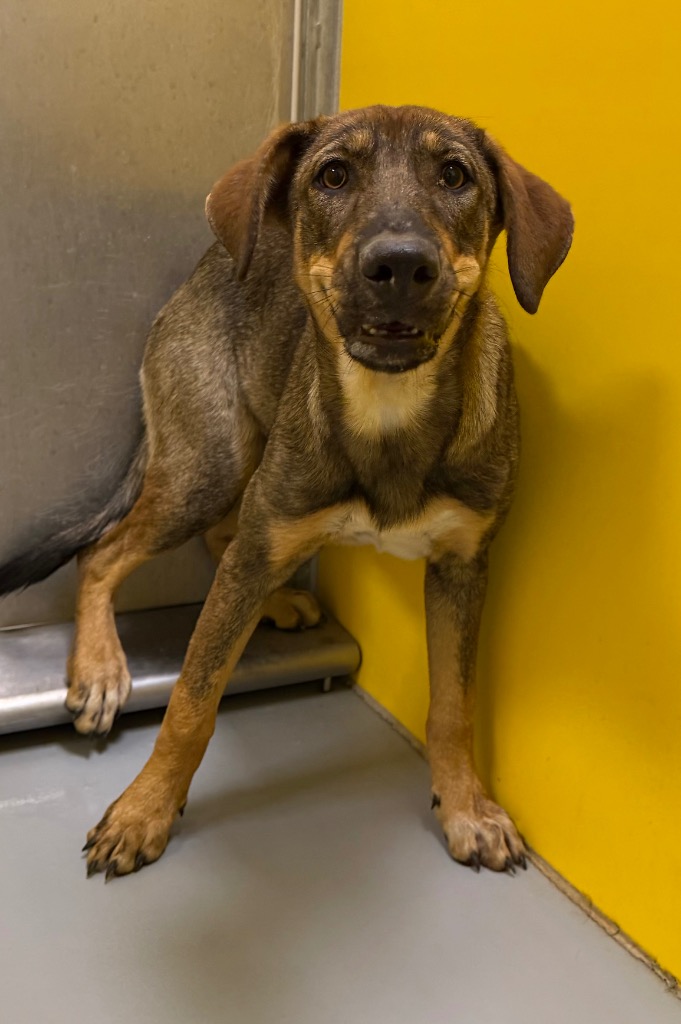 Shelter Stray Female Dog last seen Midwest City, 8485 E Reno Ave, Midwest City, OK 73110, USA